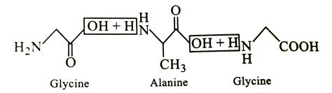The tripeptide is written as Glycine-Alanine-Glycine. The correct stru