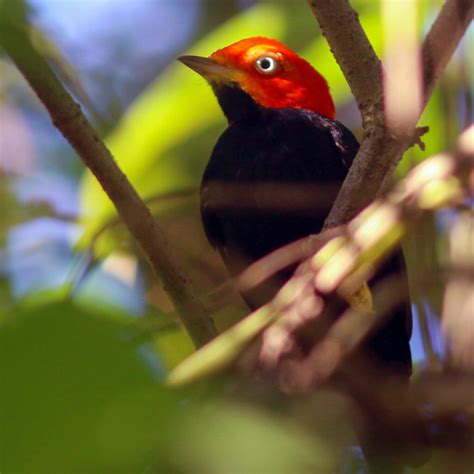 Belize & Tikal Trip Report (Jan 28 - Feb 7, 2024) - Eagle-Eye Tours