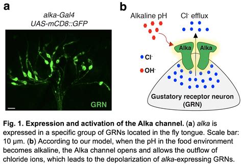 Alkaline taste sensation through the alkaliphile chloride channel in Drosophila | Research ...