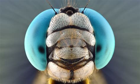 Face your fears: extreme creepy-crawly close-ups – in pictures | Macro photos, Insects, Bugs and ...