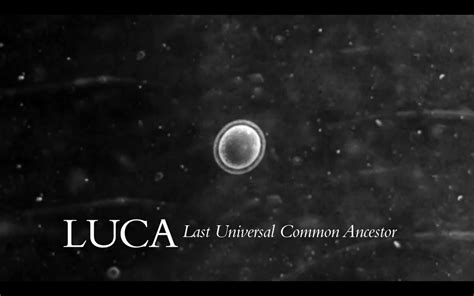 LUCA - The Last Universal Common Ancestor
