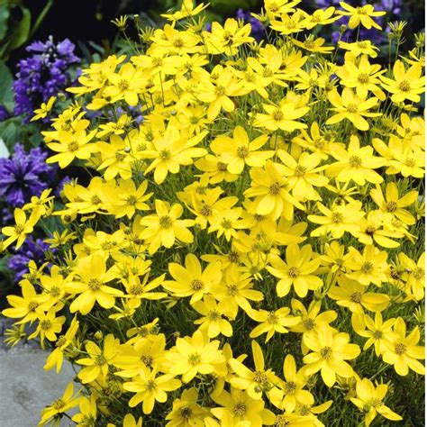 2 Yellow Coreopsis Live Plants Perennials To Grow, 4-6 Inch Tall In Pot ...