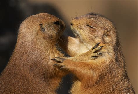 Image result for Domesticated Prairie Dogs