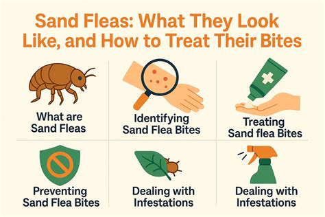 Sand Fleas: What They Look Like, And How To Treat Their Bites