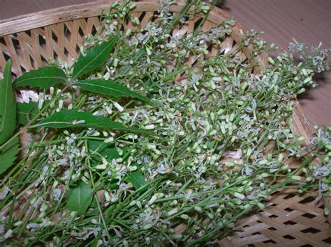 Neem flower 500 G | வேப்பம் பூ 500 G