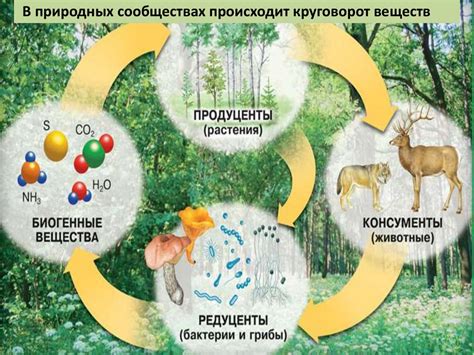 Экология. Экологические факторы - презентация онлайн