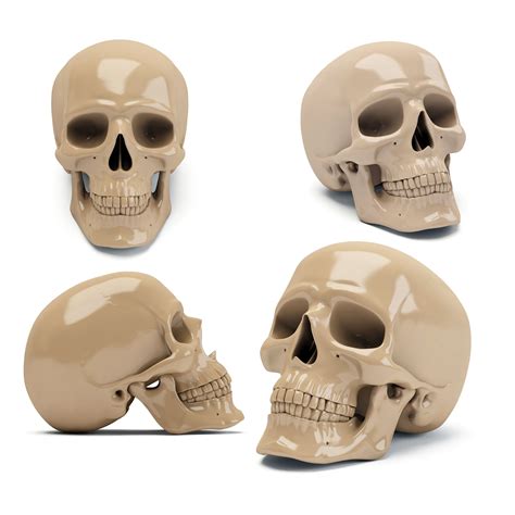 Skull Free 3D Models Stl - .stl download - Free3D