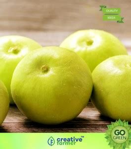 creative farmer Vegetable Seeds Squash-Like Cucurbit Seeds - Apple ...