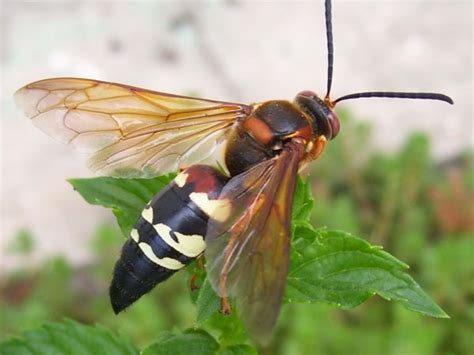 How to Get Rid of Cicada Killer Wasps - Dengarden