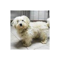 canile sanitario pavia voghera 25 03 2015 canile c 232 un nonnetto da adottare canile sanitario pavia voghera 25 03 2015 canile c 232 un nonnetto da adottare