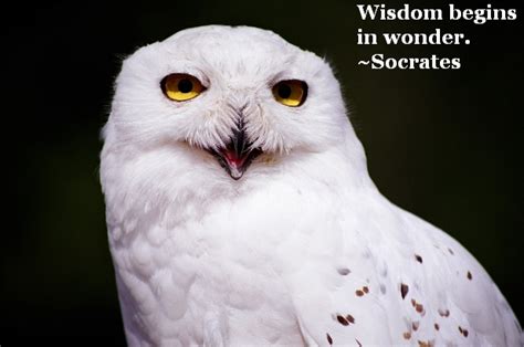 Knowledge Wisdom Quotes 的图像结果