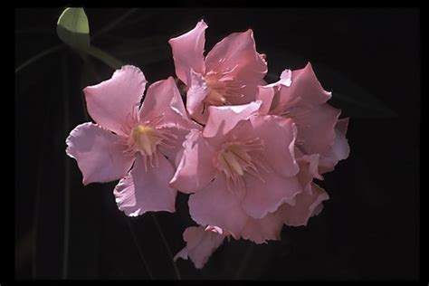 Contemplation of the Divine : spiritual meaning of flower