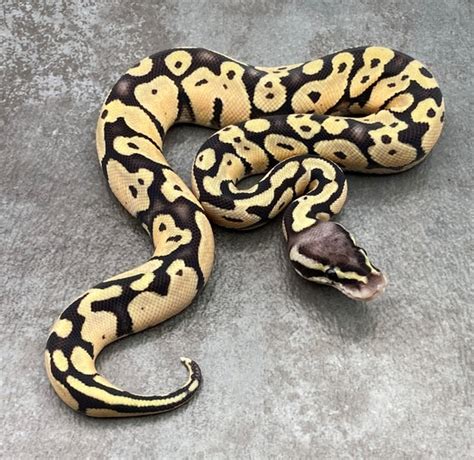 Image result for Desert Ghost Axanthic Ball Python