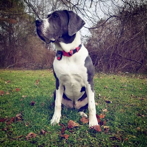 Daniff (Great Dane & Mastiff Mix) - The Ultimate Guide
