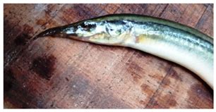 A Deep CNN-Based Salinity and Freshwater Fish Identification and ...