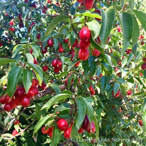 Cornus mas, Cornelian Cherry Dogwood – Dancing Oaks Nursery and Gardens