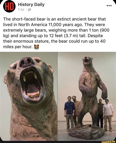 History Daily ht The short-faced bear is an extinct ancient bear that ...