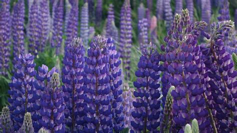 22 Patio Plants That Die Instantly In Pots And Containers