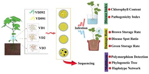 Distribution and Pathogenicity Differentiation of Physiological Races ...