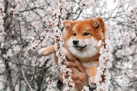 Are Shiba Inus Cute