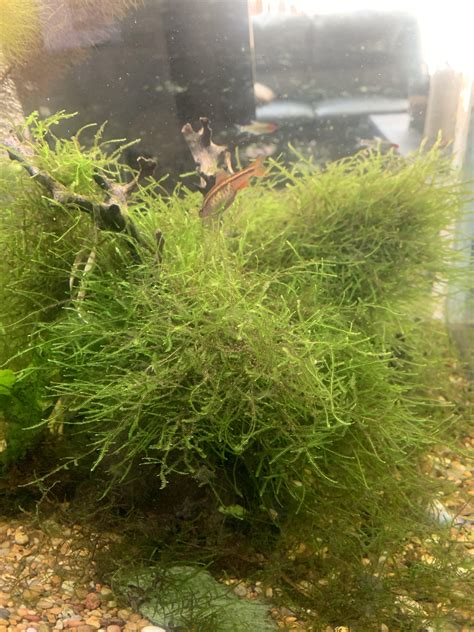 Image result for Best Fish for Java Moss