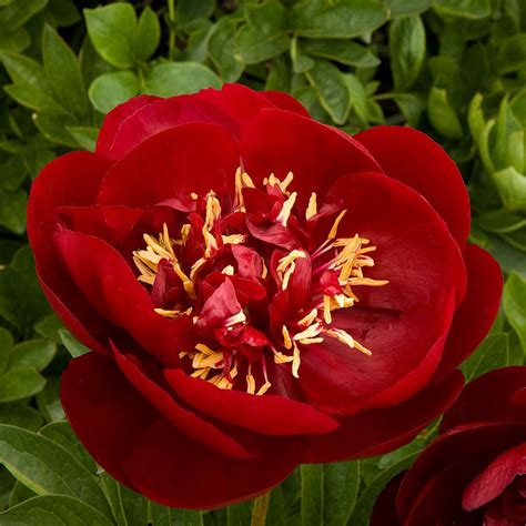 Paeonia Lactiflora Buckeye Belle Peony | SiteOne