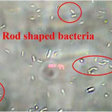 Microscope Bacteria 的图像结果
