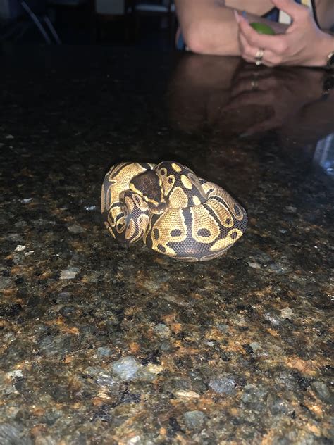 Image result for My First Ball Python