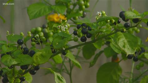 You Can Grow It: Growing huckleberries in your own backyard | ktvb.com