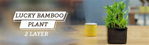 Nurturing Green® 2-Layer Lucky Bamboo Plant in Glass Pot (4 Inch ...