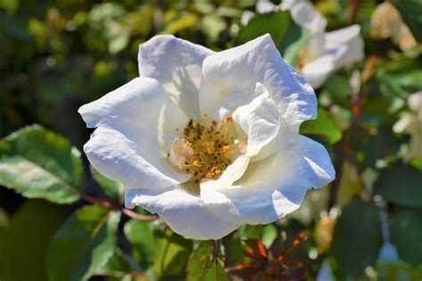 White Knock Out Rose - Next Generation Landscape Nursery