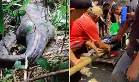 Image result for Python Swallows You