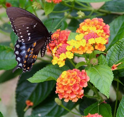 6 Go-To Flowers You'll Want to Plant in Your Butterfly Garden