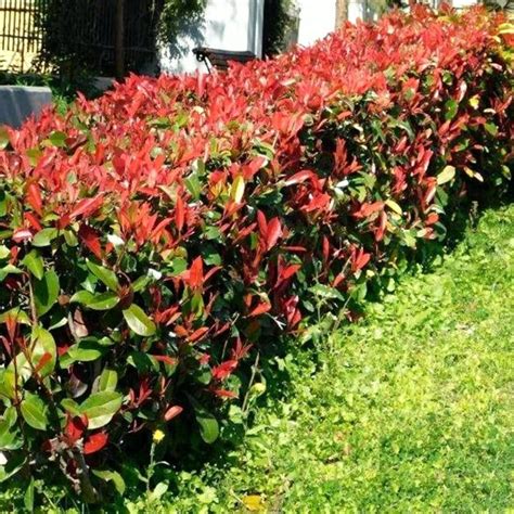 Red Tip Photinia | Red tip photinia, Evergreen shrubs, Florida plants ...