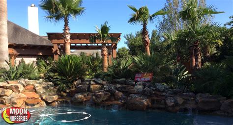 Image result for Pool Tree System