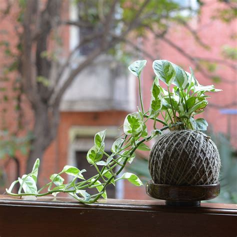Kokedama Moss Ball - Pearls & Jade Pothos - Gabbar Farms