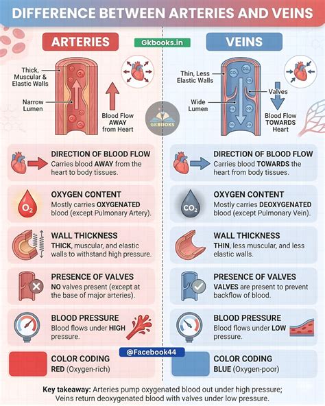Gkbooks - 📝 Arteries vs Veins: Key Differences Explained Simply A clear ...