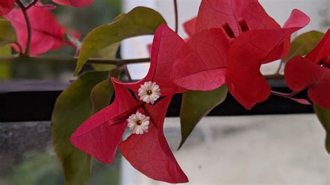 My Daughter Taught Me About How Words Impact Plants – Anu Anniah Writes