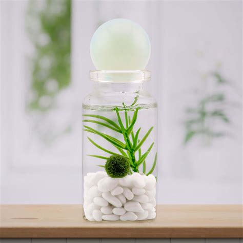 Moss Ball Pets: Buy Premium Marimo & Elevate Your Space!