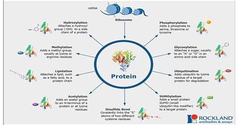 Image result for Post-Translational Modification of Amino Acids