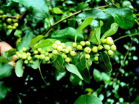 Plantsworld Commiphora Mukul - Guggal Live Plant : Amazon.in: Garden ...