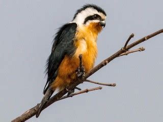Collared Falconet - eBird