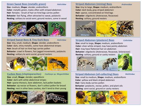 46+ Free Printable Bee Identification Charts [PDF]