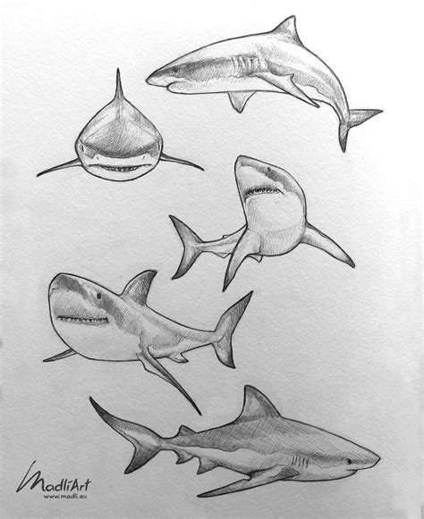 Great White Shark Drawings In Pencil