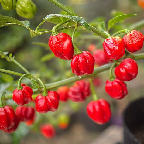 Buy Scotch Bonnet Chilli Plug Plant