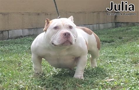 Image result for Bully Silentpatch Install