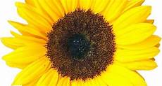significato girasole nel linguaggio dei fiori girasoli significato significato fiori girasoli significato girasole nel linguaggio dei fiori girasoli significato significato fiori girasoli