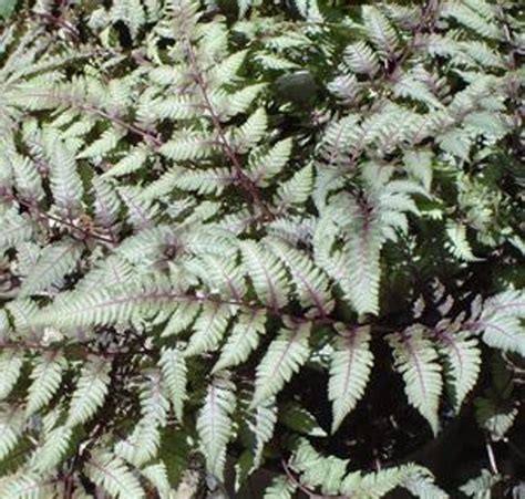 Fern Japanese Painted 1 Gallon (Greenleaf) - Cofer's Home & Garden