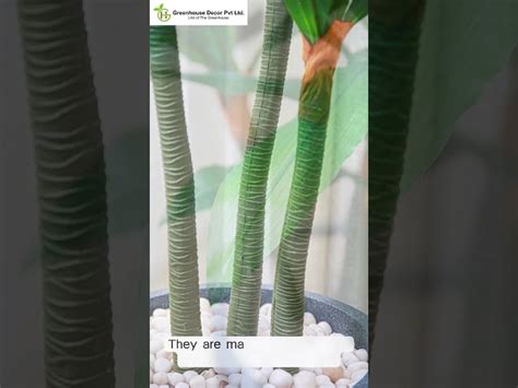 Artificial Tree & Plants - ARTIFICIAL DRACAENA PLANT TP-47 Manufacturer ...