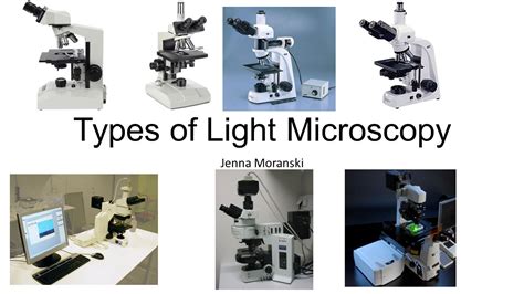 Light Microscope Examples 的图像结果